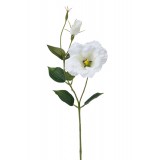 7-003LI CREAM